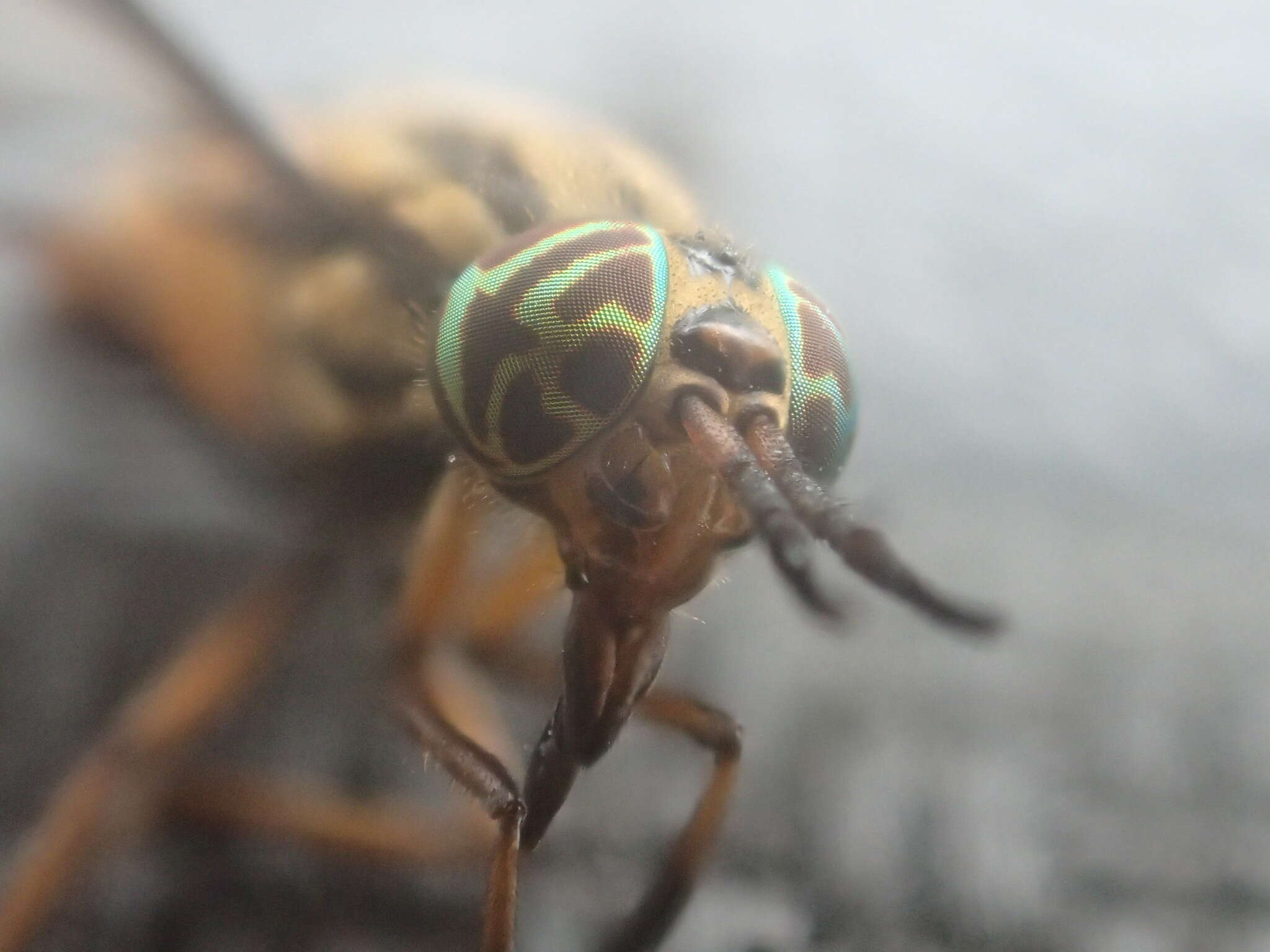 Image of Chrysops aberrans Philip 1941