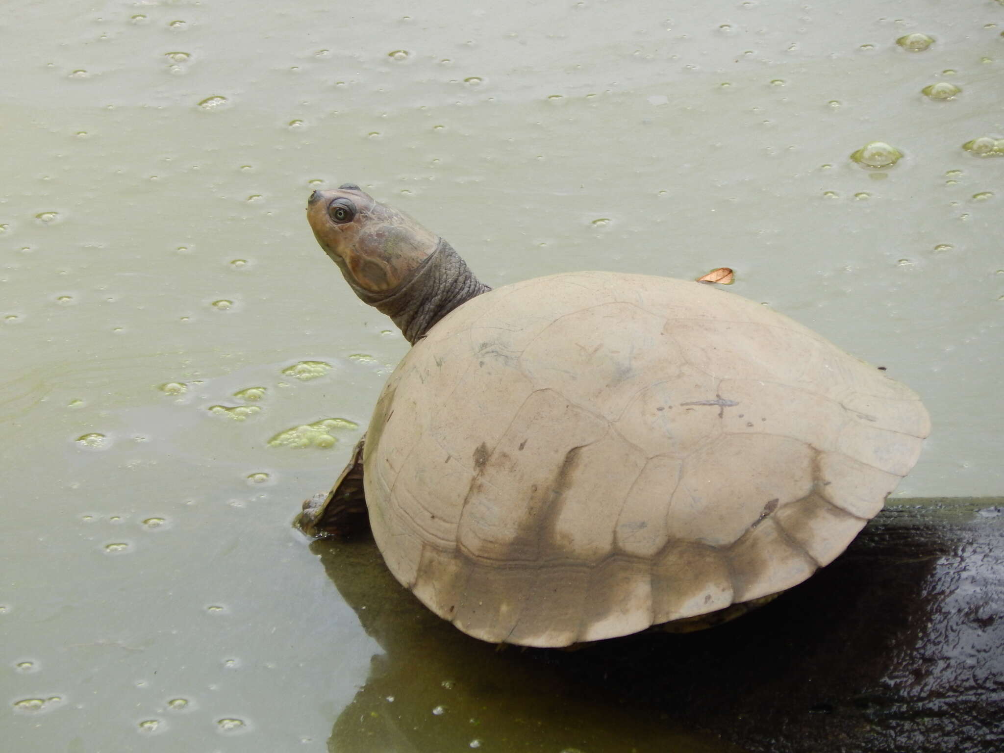 Image of Llanos Sideneck Turtle