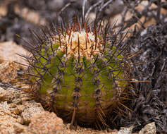 Image of Copiapoa longistaminea F. Ritter