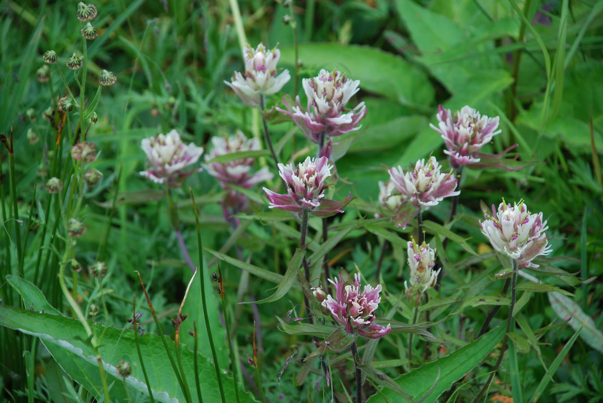 Image of Castilleja pallida subsp. pavlovii (Rebr.) A. & D. Löve