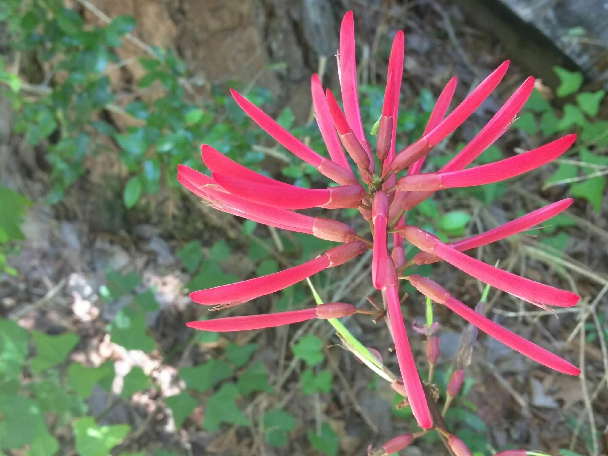 Слика од Erythrina herbacea L.