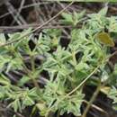 Sivun Euphorbia innocua L. C. Wheeler kuva