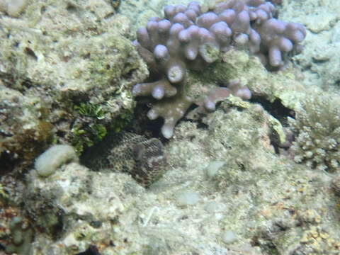 Epinephelus melanostigma Schultz 1953 resmi