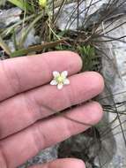 Image de Parnassia palustris var. parviflora (DC.) Boivin