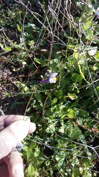 Image of Linaria algarviana Chav.