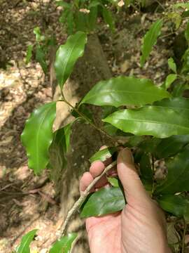 Plancia ëd Actephila lindleyi (Steud.) Airy Shaw