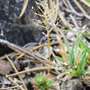 Image de Draba lasiocarpa Rochel