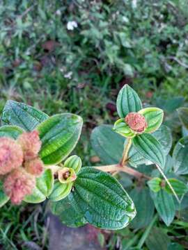 Osbeckia rubicunda Arn.的圖片