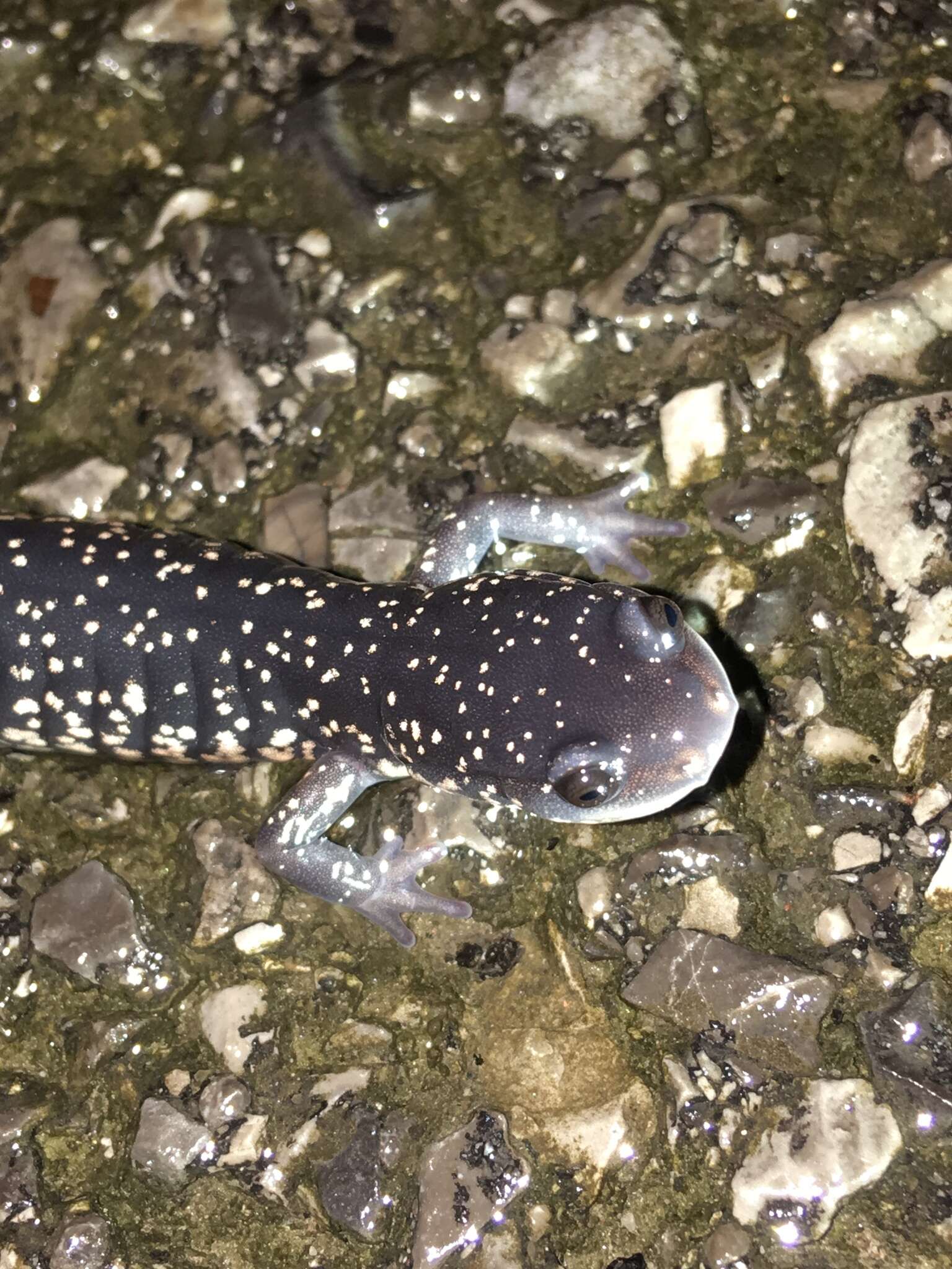 Image de Plethodon aureolus Highton 1984