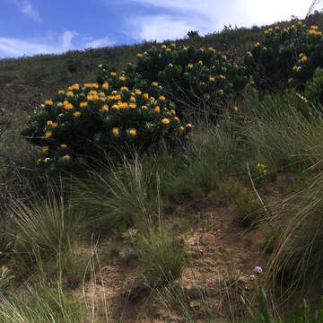 Image of Leucospermum conocarpodendron subsp. viridum Rourke