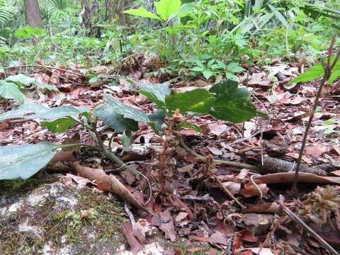 Image of Allegheny-spurge