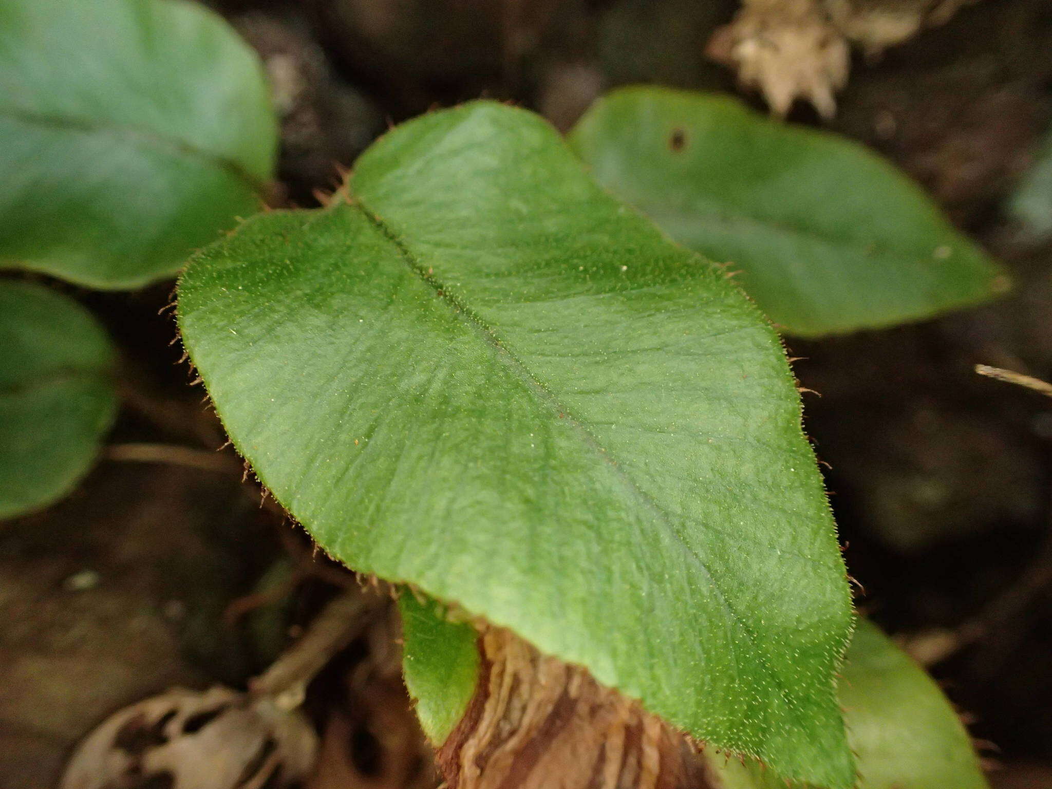 Image of Elaphoglossum hybridum (Bory) Brack.