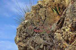 Image of Anthyllis vulneraria subsp. arundana (Boiss. & Reut.) Vasc.