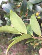 Image of Eugenia uruguayensis Cambess.