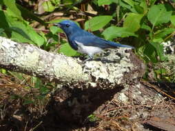 Image of Ultramarine Flycatcher