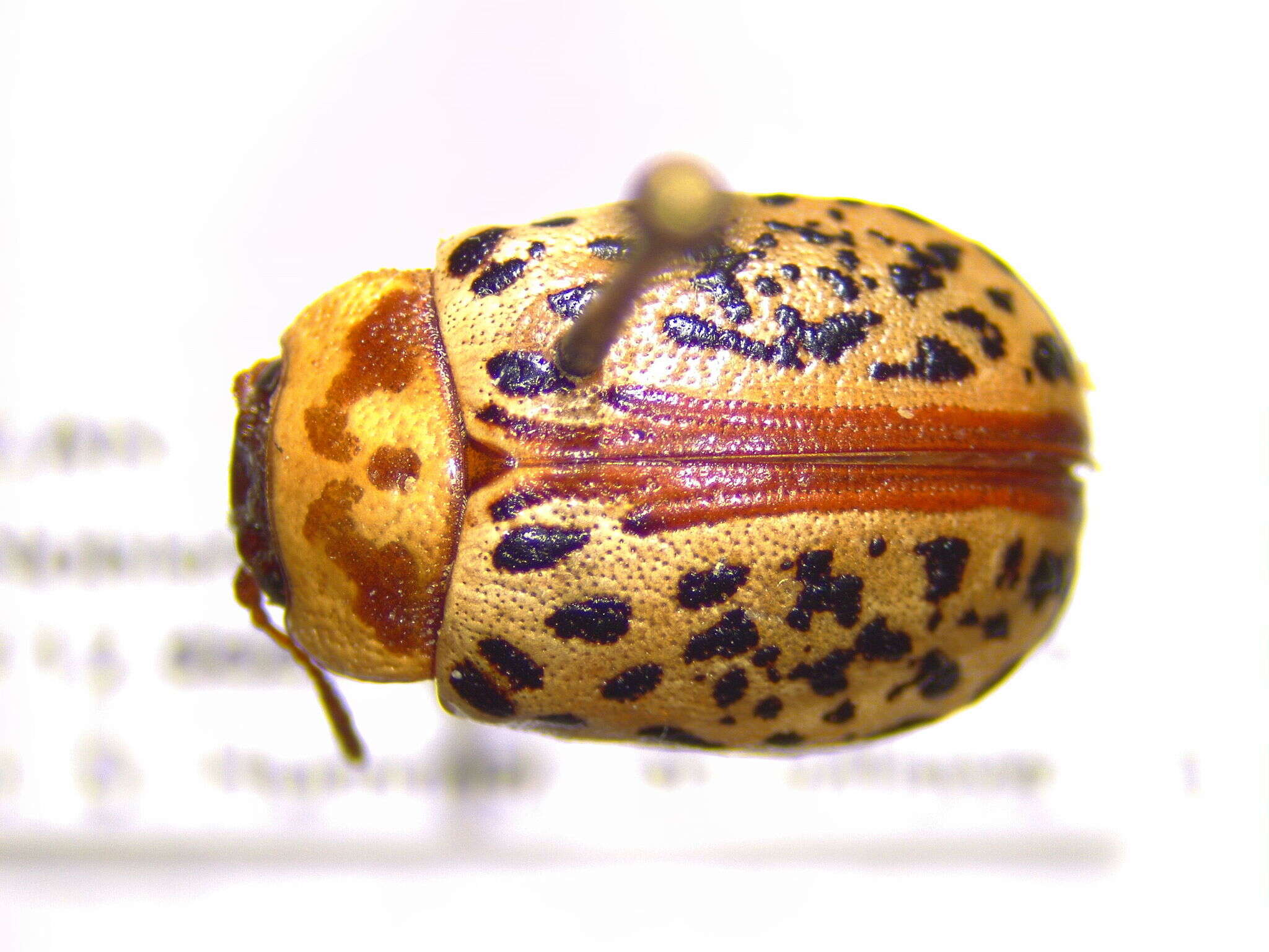 Image of Calligrapha (Calligrapha) verrucosa (Suffrian 1858)