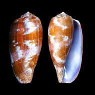 Image of tulip cone