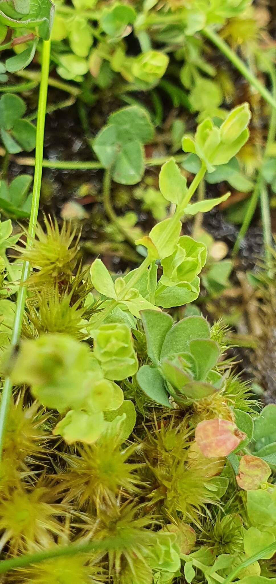 Image de Hypericum japonicum subsp. japonicum