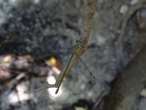 Image of Eastern Willow Spreadwing