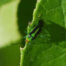 Image of Poecilocapsus nigriger (Stal 1862)