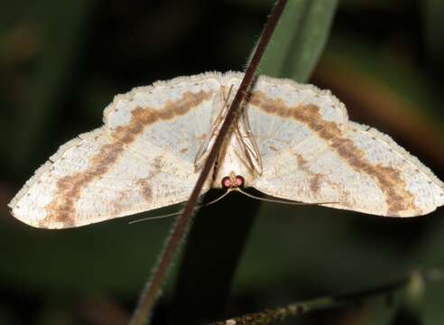 صورة Luxiaria emphatica Prout 1925