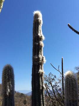 Pilosocereus quadricentralis (E. Y. Dawson) Backeb. resmi