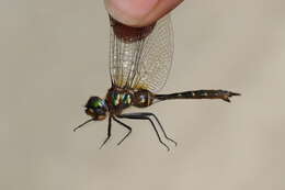 Image of Brush-tipped Emerald