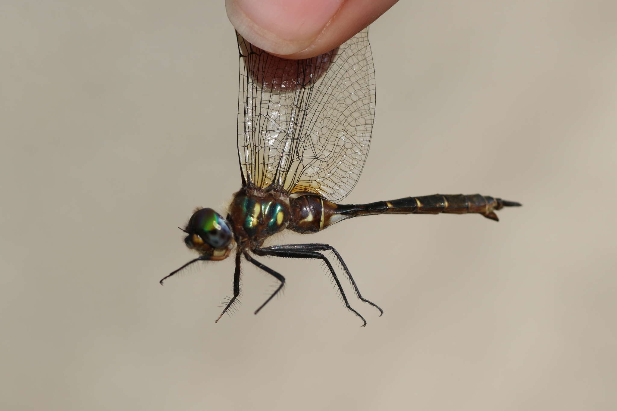 Image of Brush-tipped Emerald