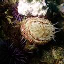 Image of McPeak anemone