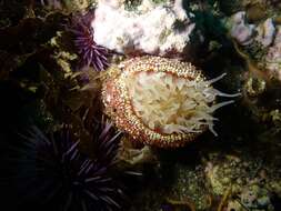 Image of McPeak anemone