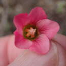 Image of Hermannia bicolor Dinter & Engl.