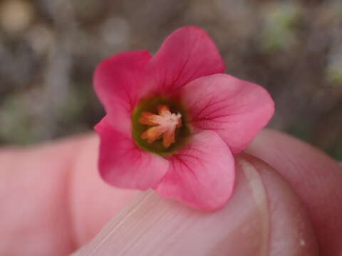 Image of Hermannia bicolor Dinter & Engl.