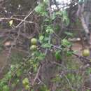 Imagem de Commiphora berryi (Arn.) Engl.