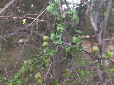 Imagem de Commiphora berryi (Arn.) Engl.