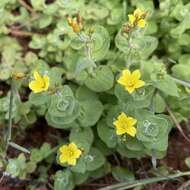 Plancia ëd Hypericum elodes L.