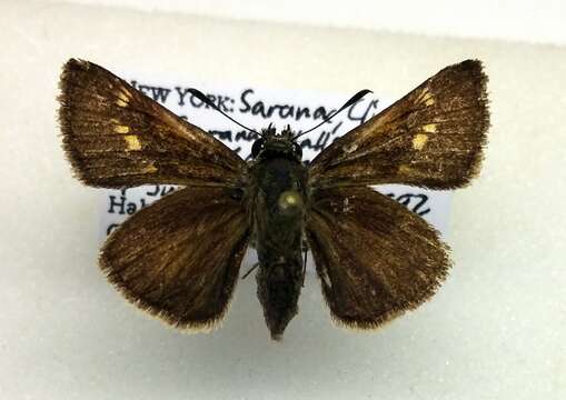 Image of Tawny-edged Skipper