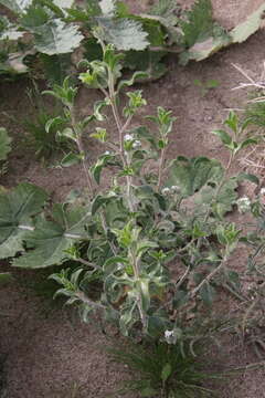 Sivun Encelia frutescens var. frutescens kuva