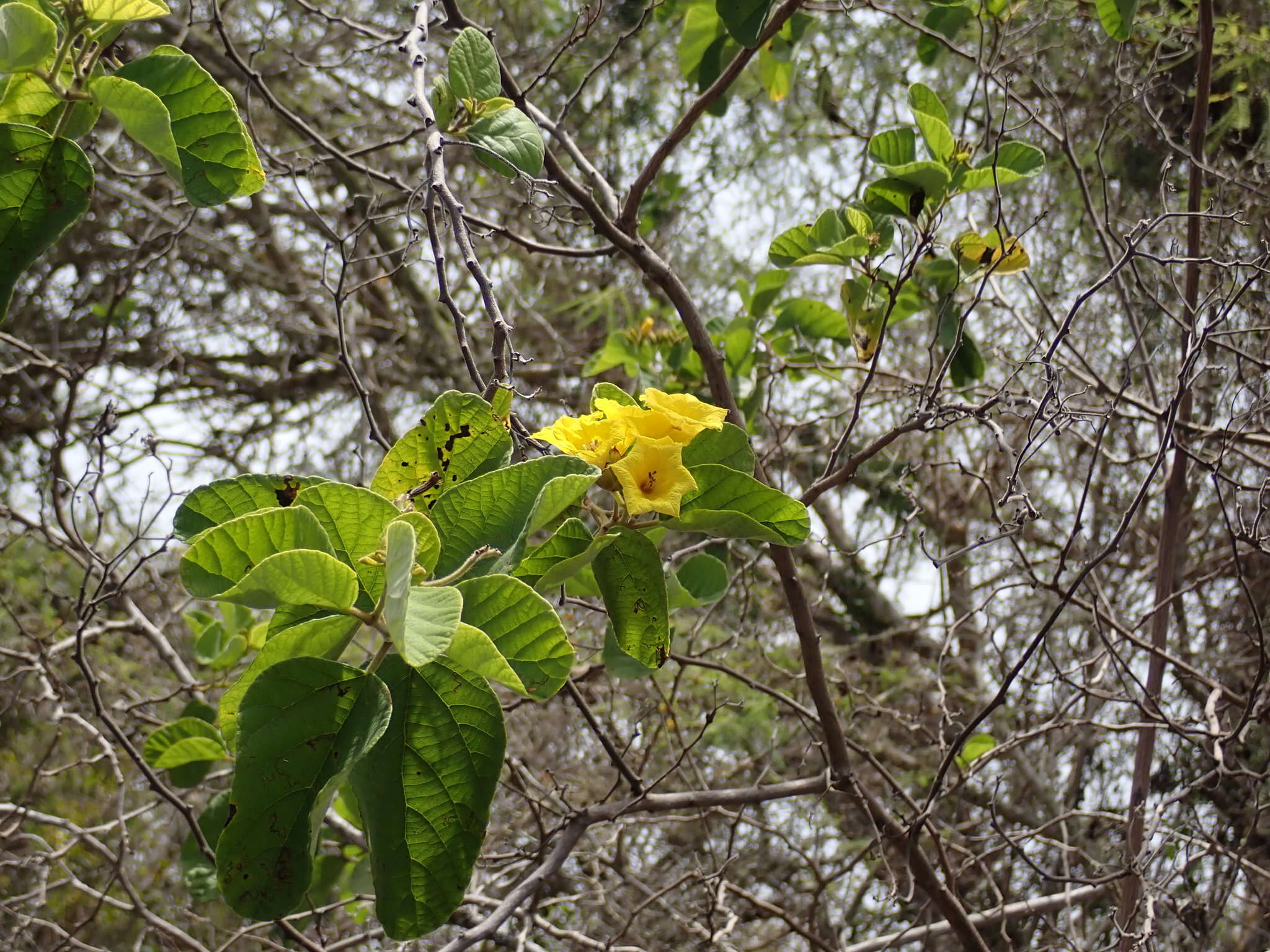 Image de Cordia lutea Lam.