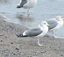 Image de Larus fuscus heuglini Bree 1876