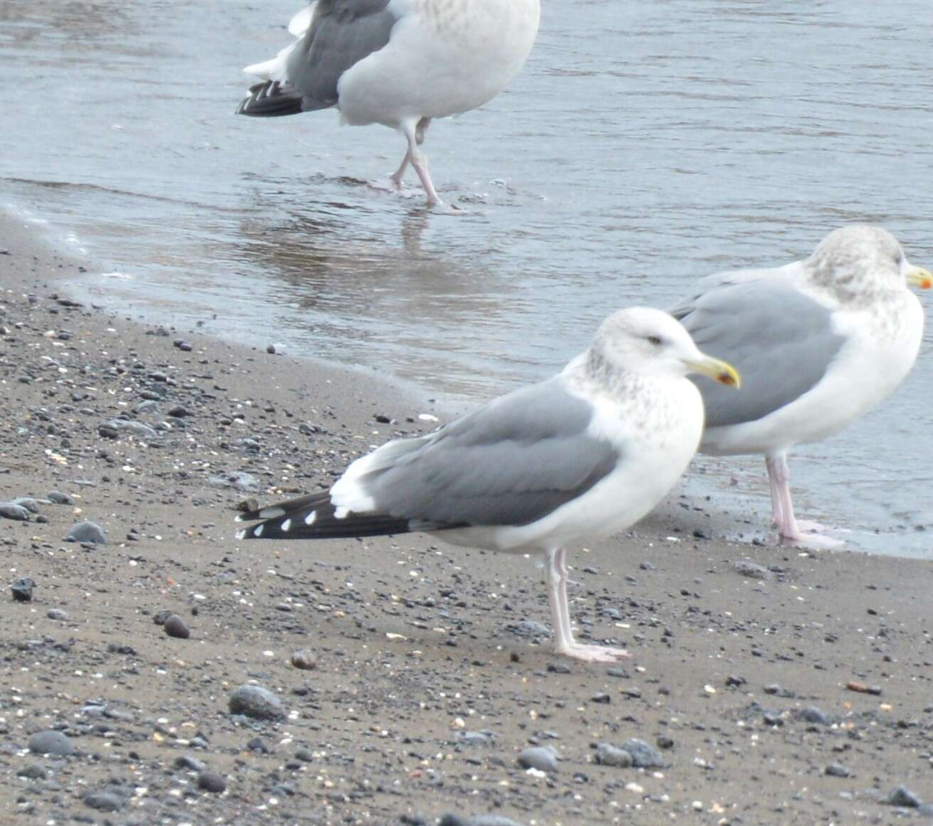 Image de Larus fuscus heuglini Bree 1876