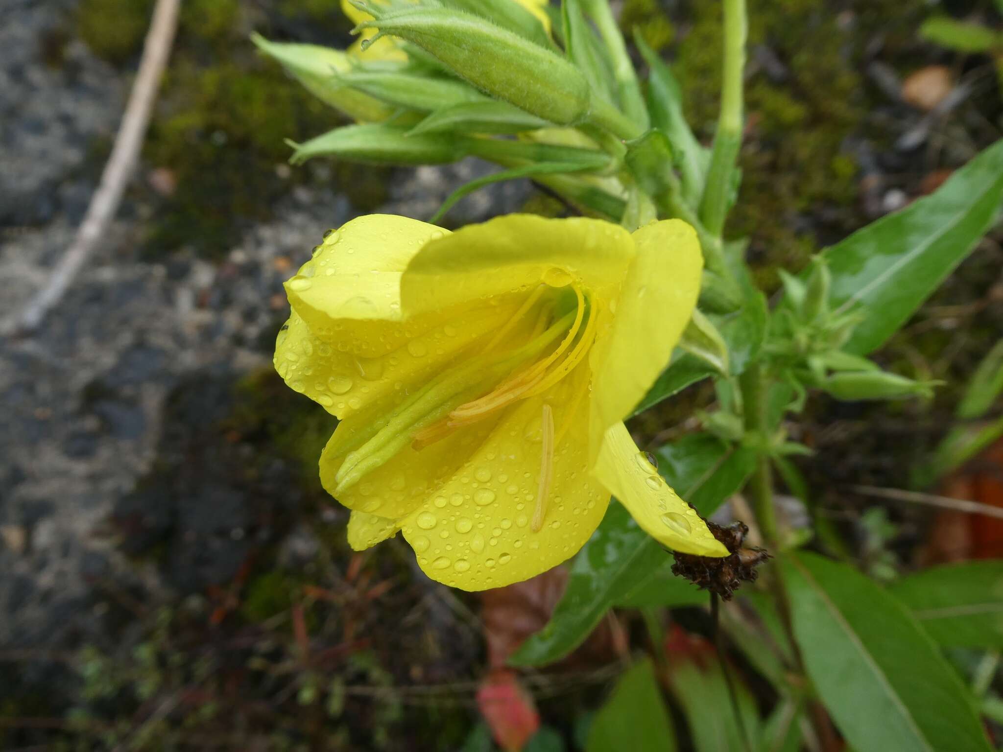 Plancia ëd Oenothera cambrica K. Rostanski