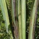 Image of Moraea reticulata Goldblatt