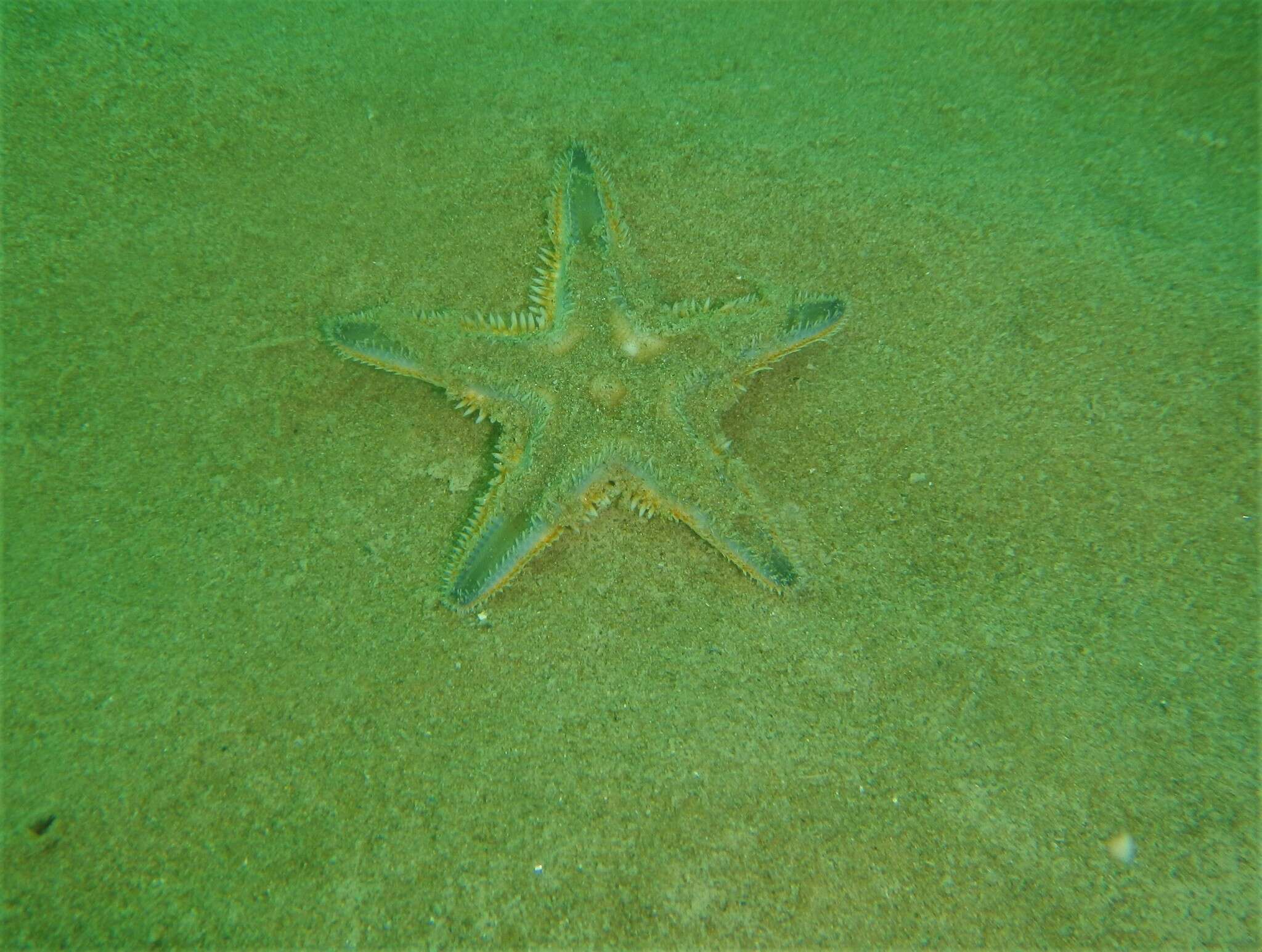 Image of Astropecten jonstoni (Delle Chiaje 1827)