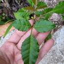 Image of <i>Schinus <i>terebinthifolia</i></i> var. terebinthifolia
