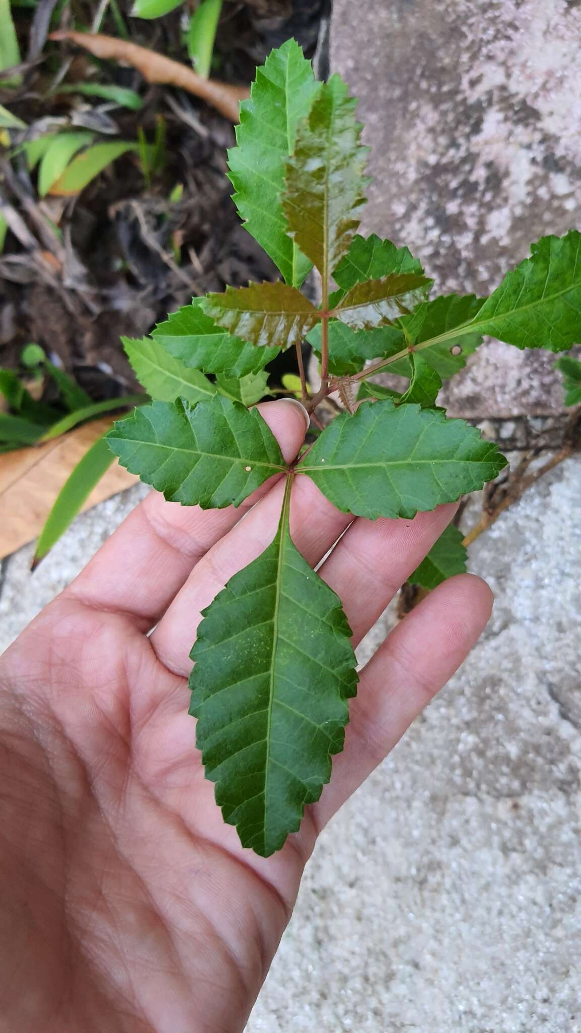 Image of <i>Schinus <i>terebinthifolia</i></i> var. terebinthifolia