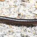 Image of Flocculent Tailed Millipede