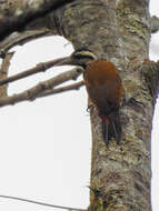 Image of Fire-bellied Woodpecker