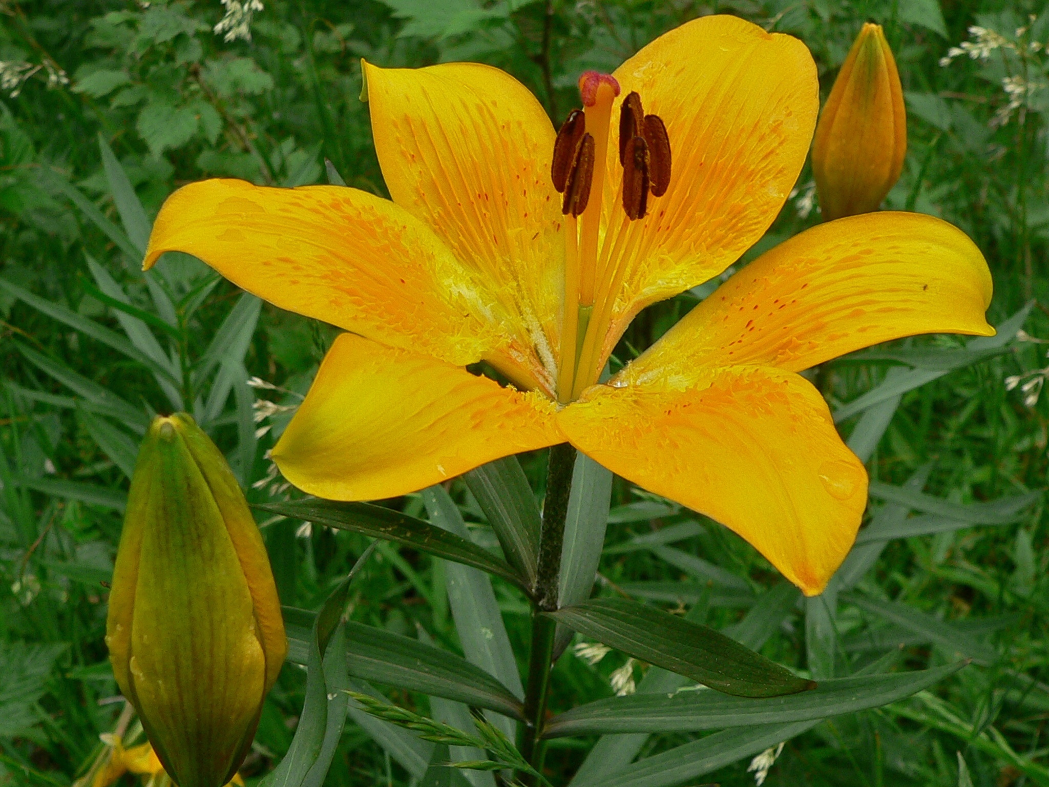 Lilium bulbiferum (rights holder: Bernard DUPONT)