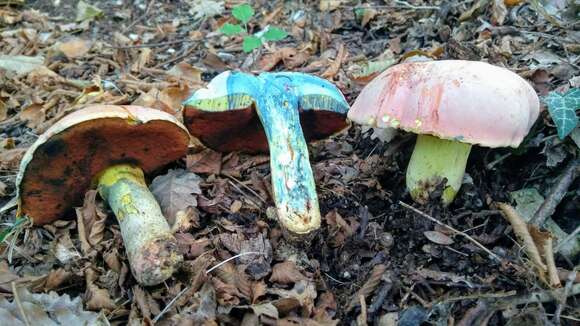 Image of wolf bolete