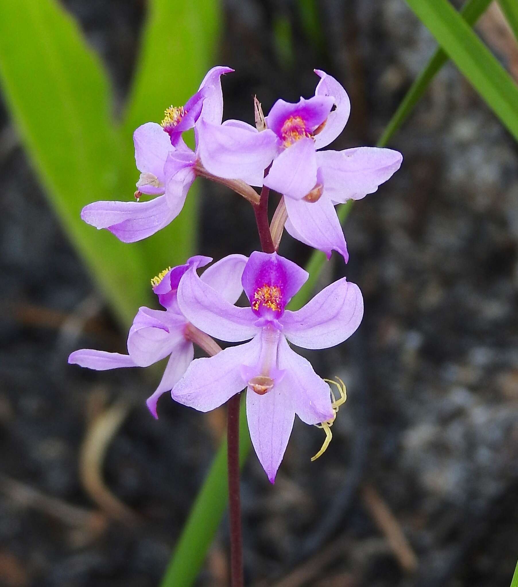 Image of Many-flowered grass-pink orchid